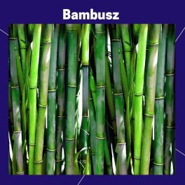 Bambusz